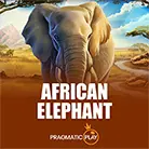 African Elephant